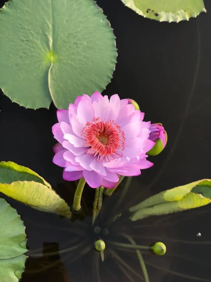 Golden Soulmate Homestay Hội An Vietnam